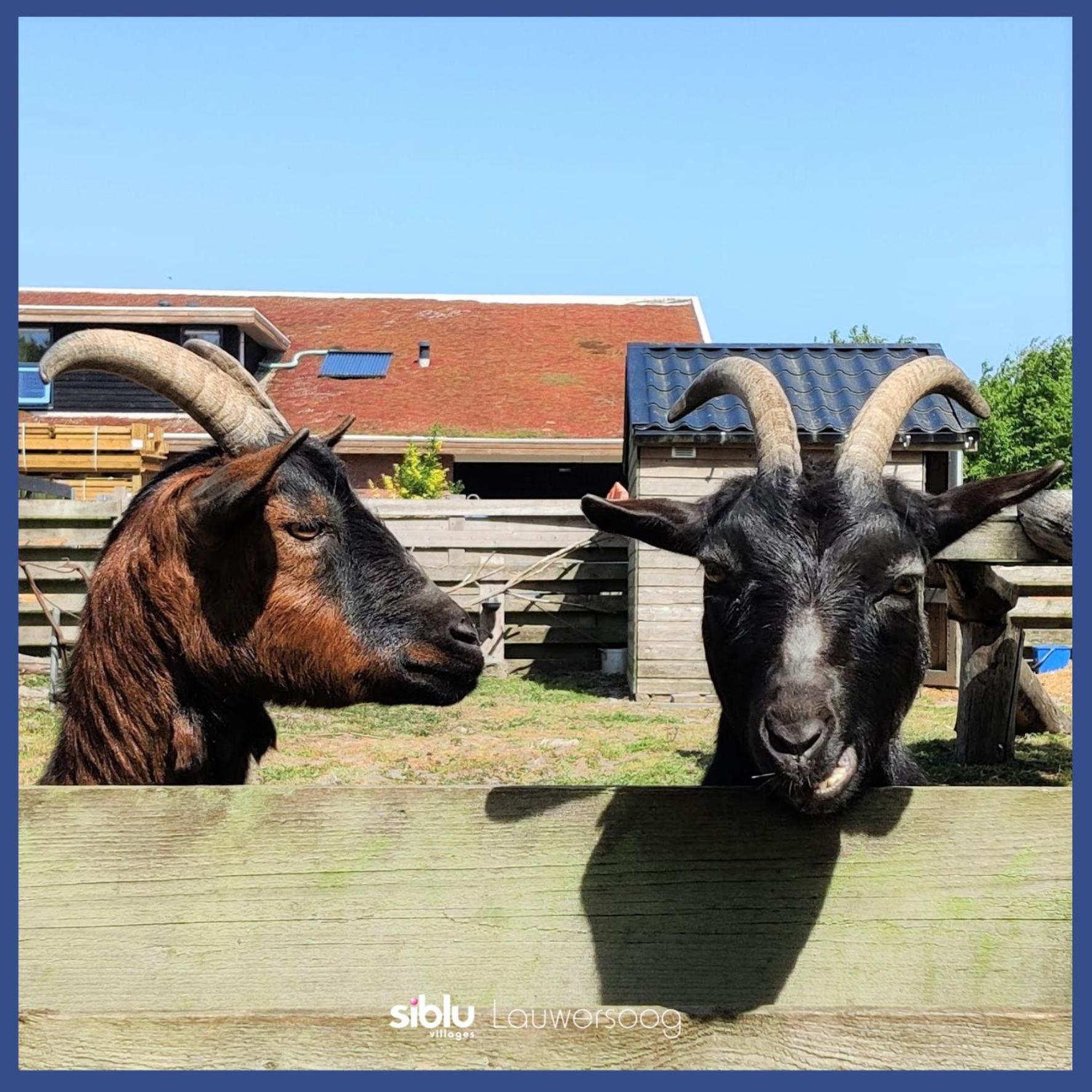 Enjoy Meer Und See Ferienhaus -In Lauwersoog- 1-6 Pers- 3 Schlafzimmer- Fruehes Einchecken Ab 14 Uhr Экстерьер фото